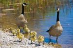 Canadian Geese Point Pelee National Park Ontario picture