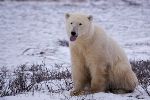 photo of Polar Bear Environment Churchill Manitoba