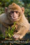 photo of Monkeying Around On The Rock Of Gibraltar