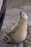 photo of Polar Bear Watching With Tundra Buggy Adventure From Churchill