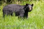 Black Bear Encounter Near Red Lake Ontario Enroute To Manitoba picture