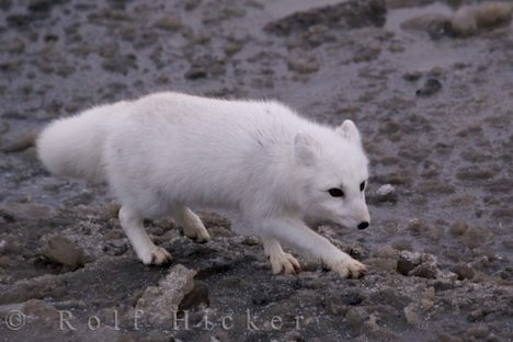 Canadian Arctic Fox