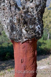 photo of Cork Tree Cadiz Andalusia Spain