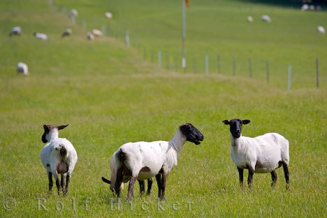 photo of Suffolk Sheep New Zealand