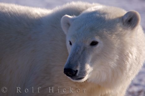 photo of Largest Land Carnivore Polar Bear