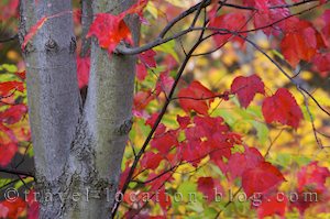 photo of Fall In Algonquin Provincial Park Ontario