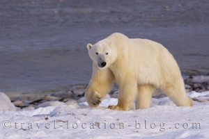 photo of Churchill Is Polar Bear Central And A Zoo