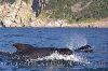 photo of Long Finned Pilot Whales Cape Breton Nova Scotia