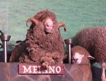 Knee Deep In Sheep At The Agrodome Rotorua