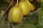 New Zealand Kiwifruit Country In Te Puke