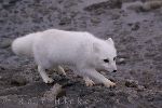 photo of Arctic Fox Picture Hudson Bay