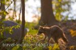 photo of Rocky Raccoon Returns Killarney Provincial Park Ontario