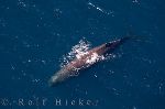 photo of Aerial Picture Of A Sperm Whale
