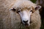 photo of Portrait Of A Sheep
