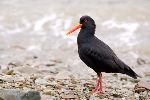 photo of Variable Oystercatcher Picture