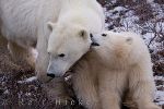 photo of Polar Bear Sow And Cub Hudson Bay Canada
