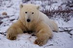 photo of Cute Polar Bear Churchill Manitoba