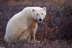 photo of Global Warming Symbol Polar Bear