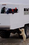photo of Polar Bear Watching Tundra Buggy Churchill