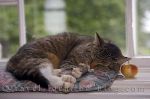 photo of Cat Naps Through History In Grand Pre Nova Scotia