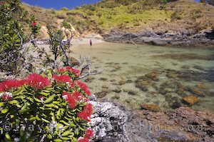 photo of Maitai Beach And Paihia In Northland