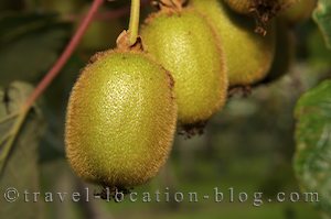 photo of New Zealand Kiwifruit Country In Te Puke