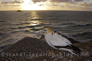 photo of West Coast Surf Beaches And Gannet Colony