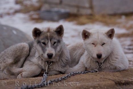 photo of Cute Puppies Churchill Manitoba