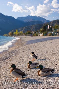 photo of Mallard Ducks Residents On The Gardasee Italy