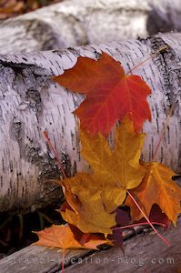 photo of Fall Leaves Algonquin Provincial Park