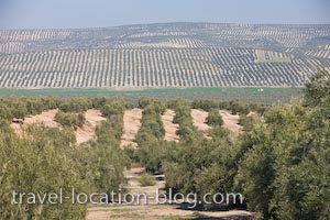 photo of Olive Groves Province Of Jaen Andalusia