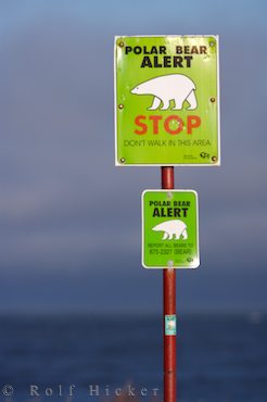 photo of Polar Bear Sign