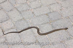 photo of Snake Encounter Big Chute Ontario
