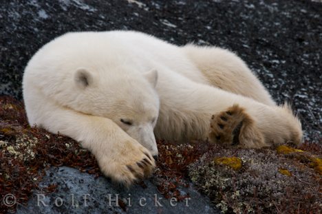 photo of Cute Sleeping Polar Bear Picture