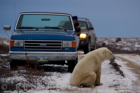 photo of Polar Bear Tourists Churchill