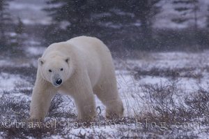 photo of One Last Drive In Search Of Polar Bears In Churchill Manitoba