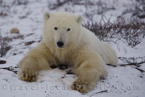 photo of Close Encounter With A Polar Bear In Churchill Manitoba Canada