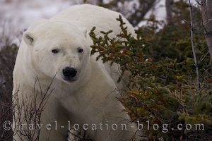 photo of A Lone Polar Bear Then A Family Trio Come Out Of Hiding