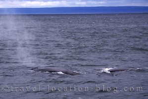 photo of Whale Watching Fin Whales From Tadoussac Quebec