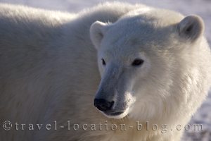 photo of A Determined Polar Bear In Search Of Food In Hudson Bay