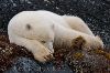 photo of Cute Sleeping Polar Bear Picture