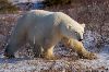 photo of Picture Of A Walking Polar Bear Churchill