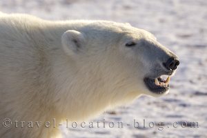 photo of a angry polar bear near churchill manitoba