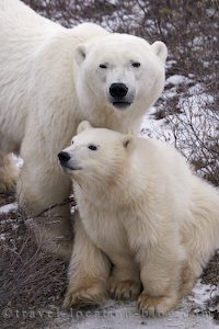 photo of a cute polar bear baby cub near churchill manitoba